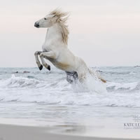 Camargue Horse In The Sea