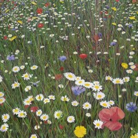 Flower Meadow – inspired by Wisley Gardens – Sicilian Artist Teresa Scannella – Surrey Artists Gallery – White Rose Art Group Woking