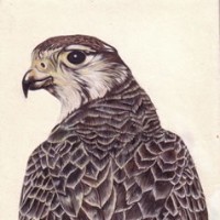 Peregrine Falcon - Jenny Heath - Richmond Art Society