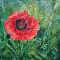 Red Pink Poppy Unfurled - Floral Art by Woking Surrey Artist Yana Linch - Floral Gallery