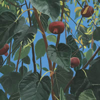 Pomegranate Tree – Kefalonia – Art Prints For Sale – Woking Artist Teresa Scannella – Surrey Artists Gallery