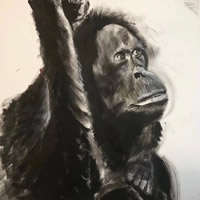 Orangutan – Contemplation – Surrey Animal Artist Omay Lee