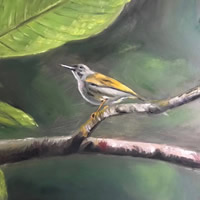 Yellow Sunbird on Branch – Original Artwork in Oils – Omay Lee